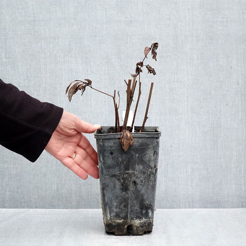 Paeonia lactiflora Victoire de la Marne 3L/4L pot sample as delivered in autumn