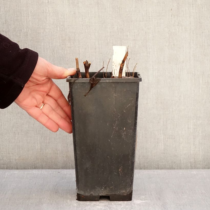 Paeonia lactiflora Victoire de la Marne 3L/4L pot sample as delivered in winter