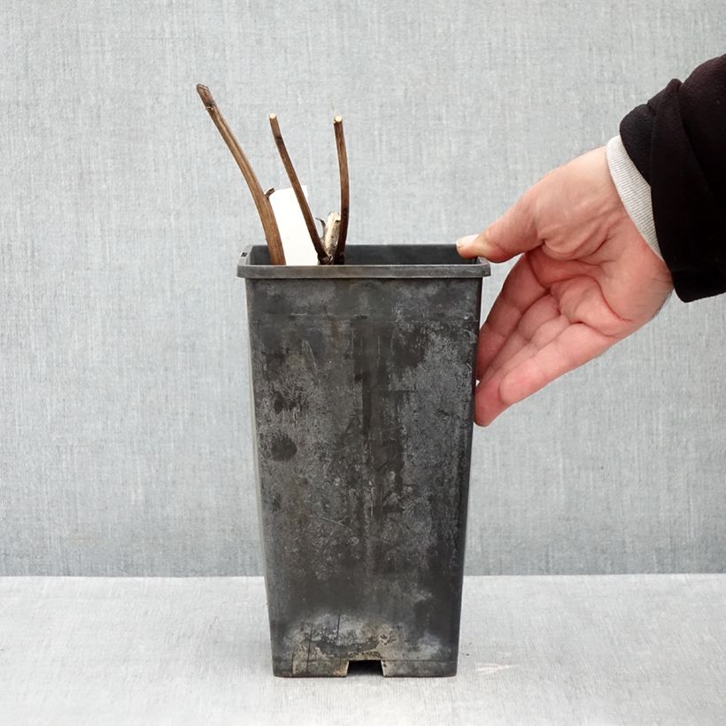 Paeonia lactiflora White Cap - Garden Peony 3L/4L pot sample as delivered in autumn