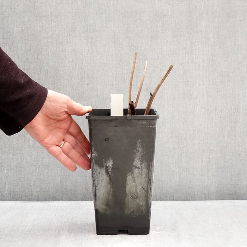 Paeonia lactiflora White Cap - Garden Peony 3L/4L pot sample as delivered in winter