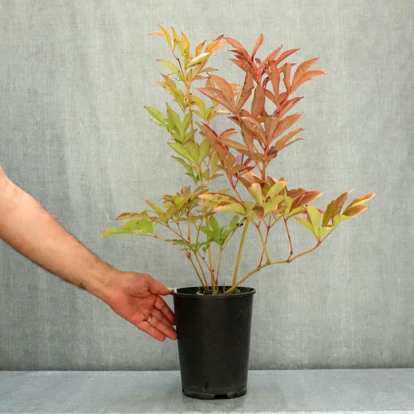 Paeonia lactiflora Athens (Patio Peony Series) - Dwarf Peony 3L/4L pot sample as delivered in summer