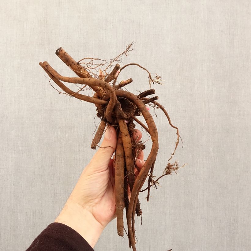 Paeonia lactiflora Athens (Patio Peony Series) - Dwarf Peony Bare root 3-5 eyes sample as delivered in winter
