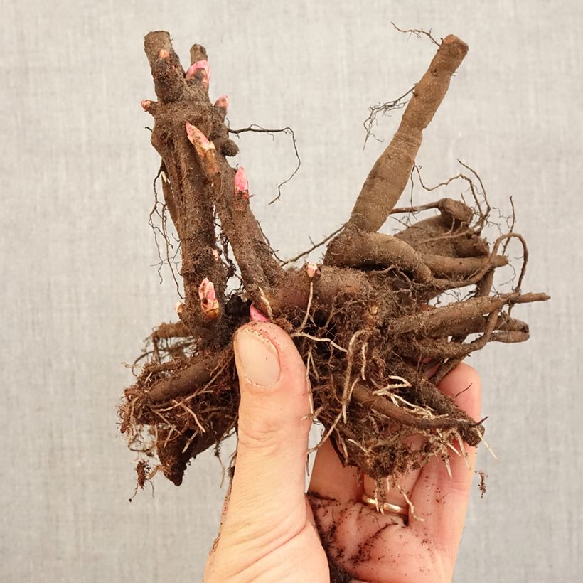 Paeonia lactiflora Dublin (Patio Peony Series) - Dwarf Peony Bare root 3-5 eyes sample as delivered in winter