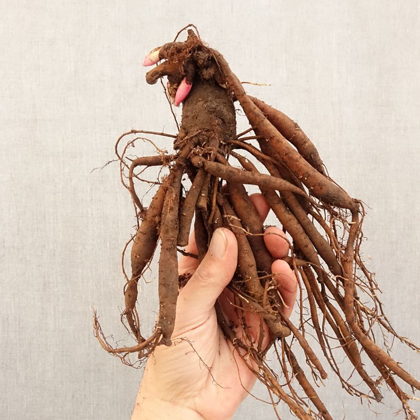 Paeonia lactiflora Kiev (Patio Peony Series) - Dwarf Peony Bare root 3-5 eyes sample as delivered in winter