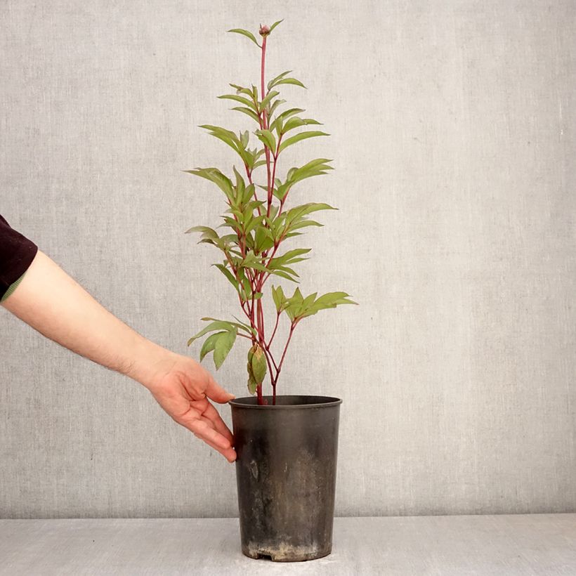 Paeonia lactiflora London (Patio Peony Series) - Dwarf Peony 3L/4L pot sample as delivered in spring