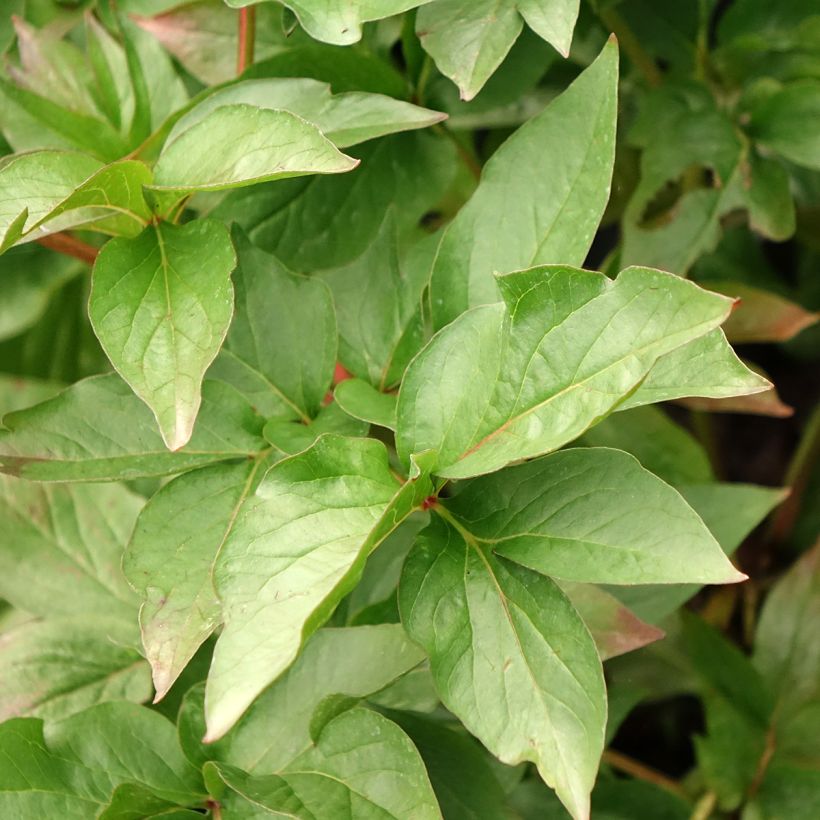 Paeonia lactiflora Moscow (Patio Peony Series) - Dwarf Peony (Foliage)
