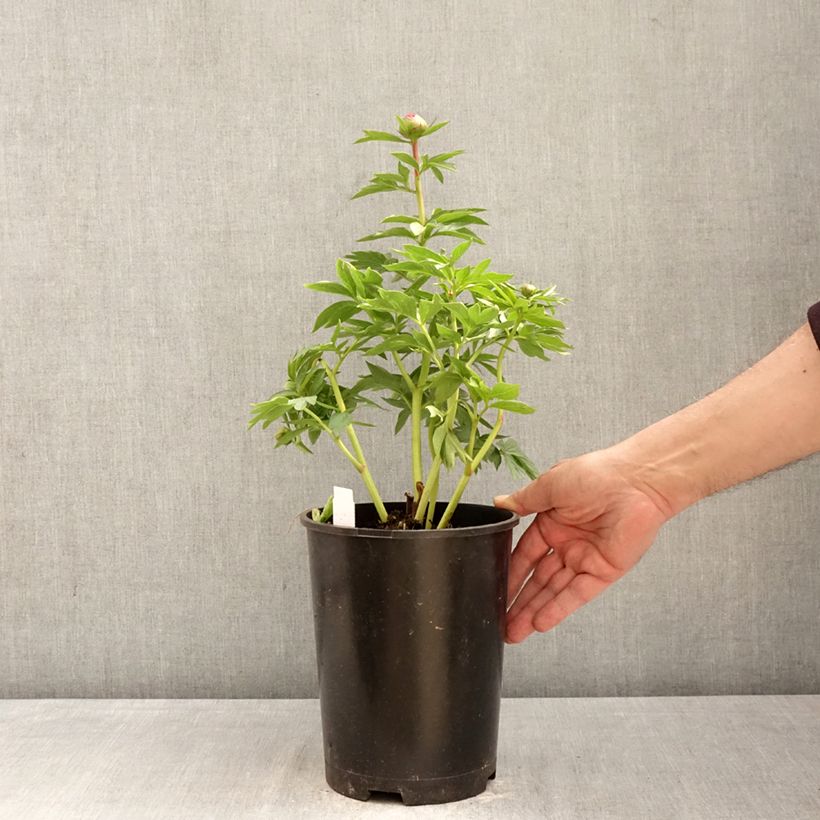 Paeonia lactiflora Oslo (Patio Peony Series) - Dwarf Peony 3L/4L pot sample as delivered in spring