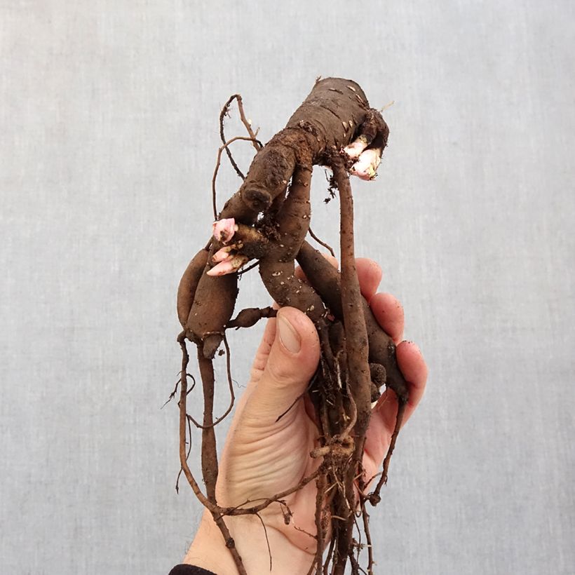 Paeonia lactiflora Oslo (Patio Peony Series) - Dwarf Peony Bare root 3-5 eyes sample as delivered in winter