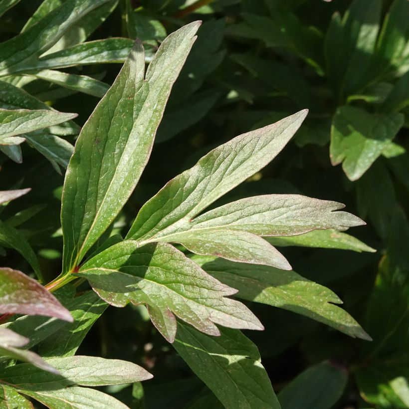 Paeonia x lactiflora Rome - Pivoine herbacée naine 'Rome' (Foliage)