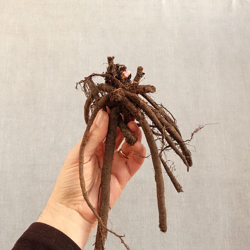 Paeonia x lactiflora Rome - Pivoine herbacée naine 'Rome' Bare root 3-5 eyes sample as delivered in winter