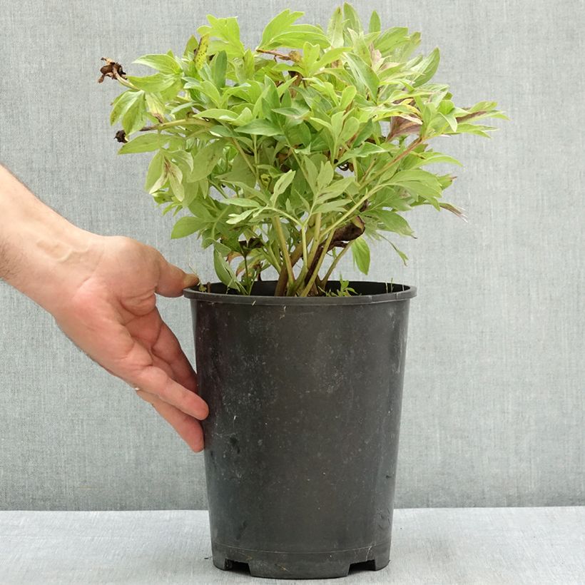 Paeonia officinalis Anemoniflora 3L/4L pot sample as delivered in summer