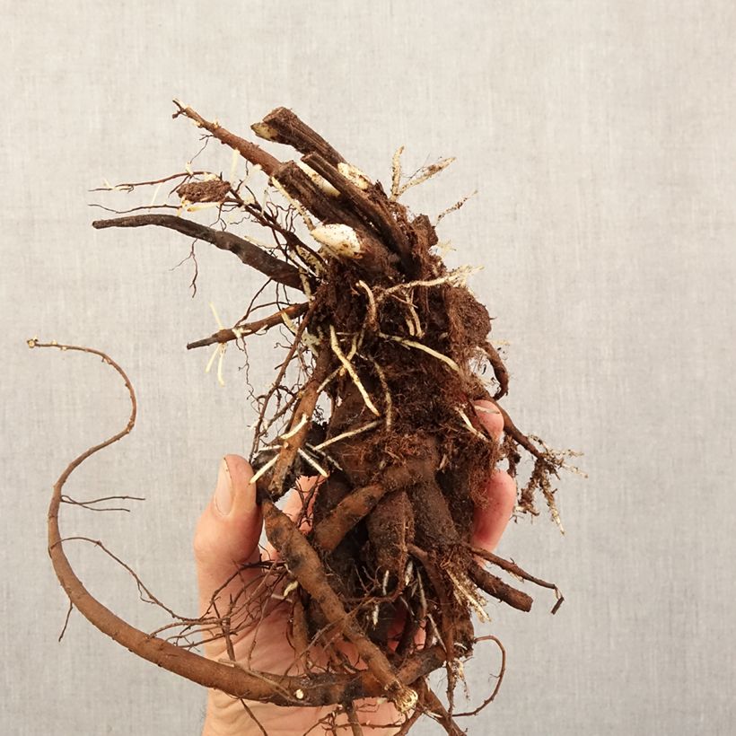 Paeonia officinalis Anemoniflora Bare root 3-5 eyes sample as delivered in winter