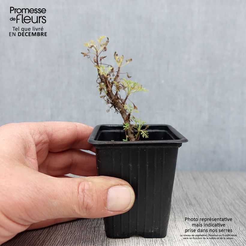 Cola Plant - Artemisia abrotanum var. maritima 7/8 cm pot sample as delivered in winter