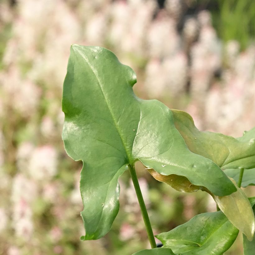 Arisarum proboscideum - Mouse Plant (Foliage)