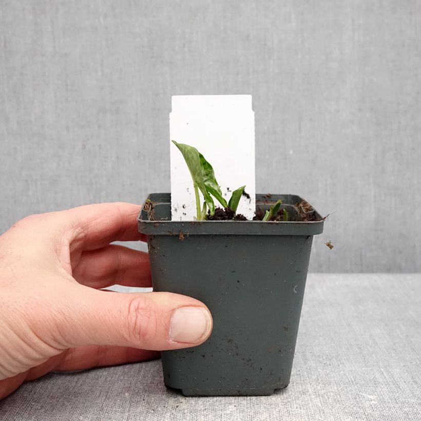 Arisarum proboscideum - Mouse Plant 8/9 cm pot sample as delivered in winter