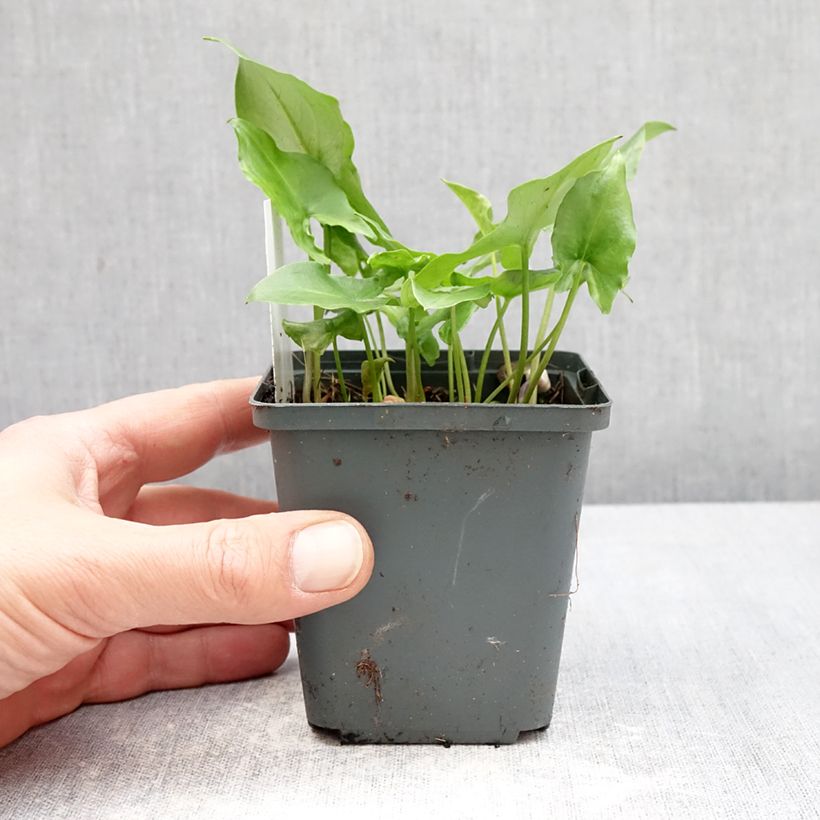 Arisarum proboscideum - Mouse Plant 8/9 cm pot sample as delivered in spring
