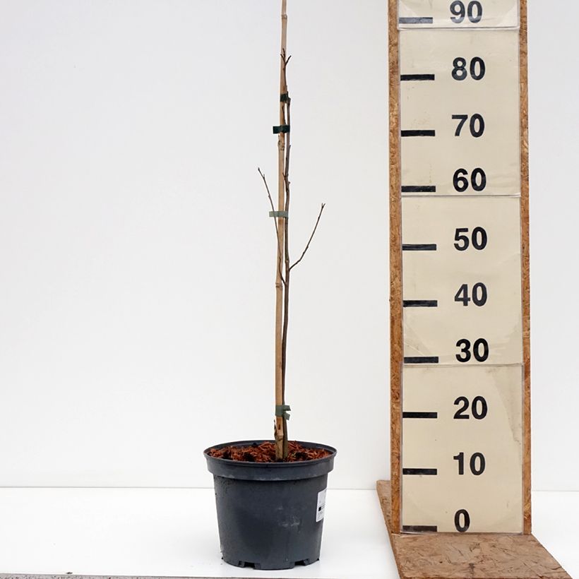 Diospyros virginiana - American Persimmon 4L/5L pot sample as delivered in winter