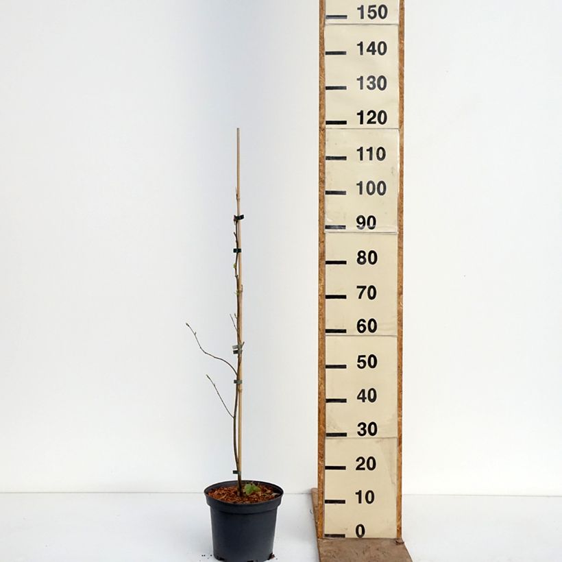 Diospyros virginiana - American Persimmon 4L/5L pot sample as delivered in spring