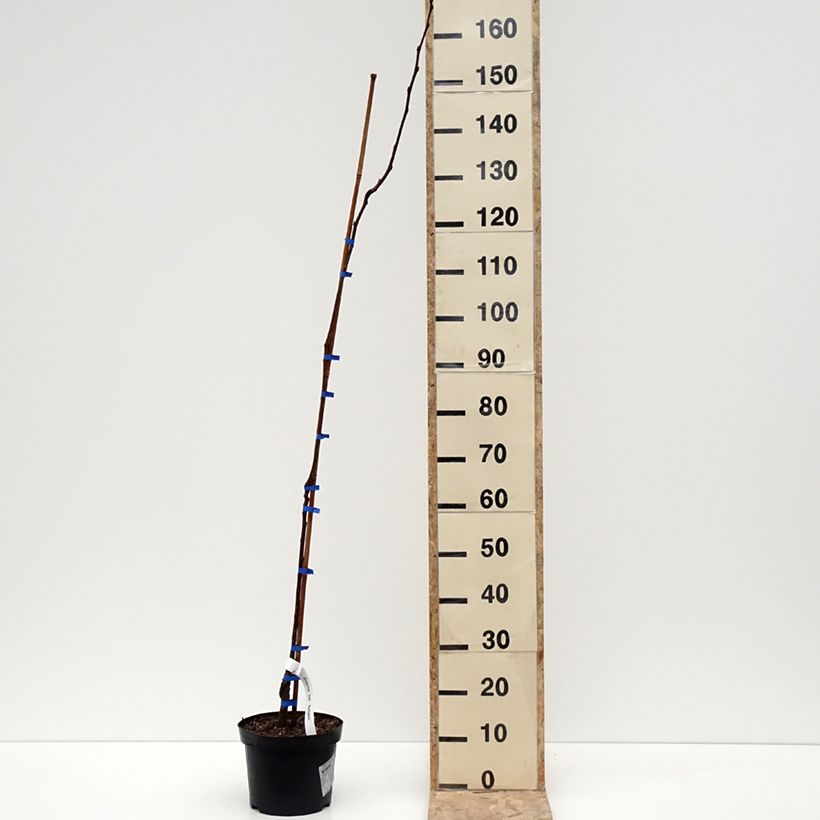 Diospyros kaki Budapest - Persimmon 4L/5L pot, Half standard sample as delivered in winter