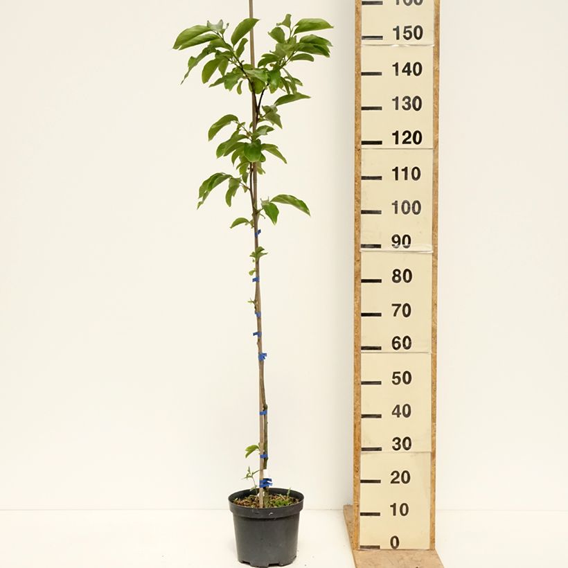 Diospyros kaki Budapest - Persimmon 4L/5L pot, Half standard sample as delivered in spring