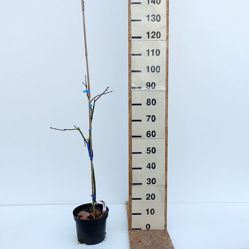 Diospyros kaki Budapest - Persimmon 4L/5L pot, Half standard sample as delivered in autumn