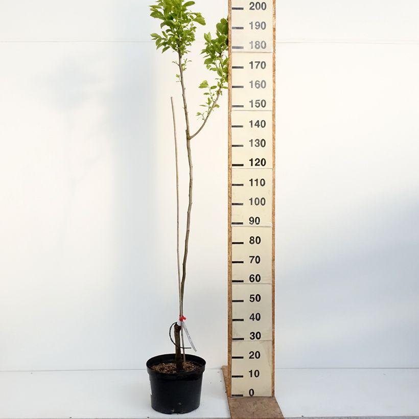Diospyros kaki Ragno - Persimmon 7.5L/10L pot, Half standard sample as delivered in spring