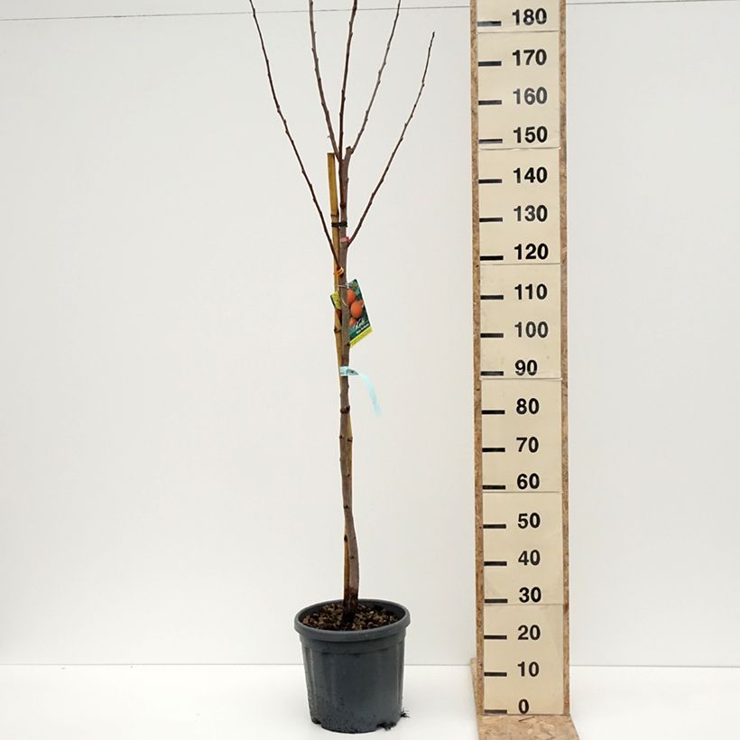 Diospyros kaki Rojo Brillante - Persimmon 4L/5L pot, Half standard sample as delivered in winter