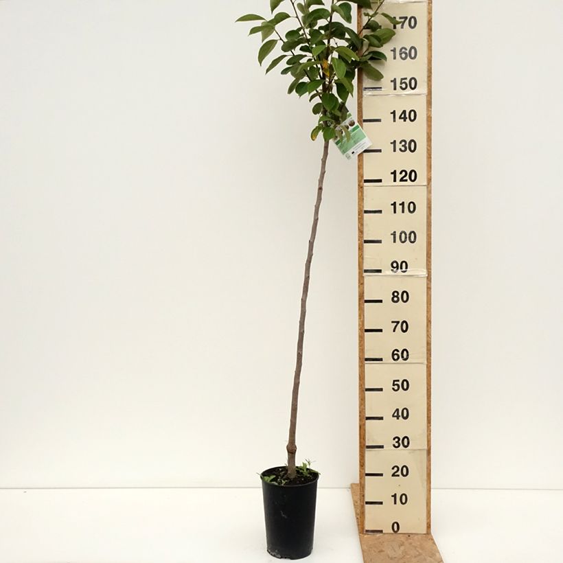 Diospyros kaki Rojo Brillante - Persimmon 4L/5L pot, Half standard sample as delivered in summer