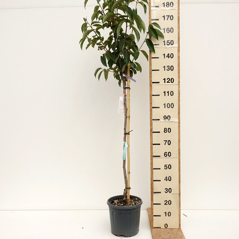 Diospyros kaki Sharon - Persimmon 7.5L/10L pot, Half standard sample as delivered in summer
