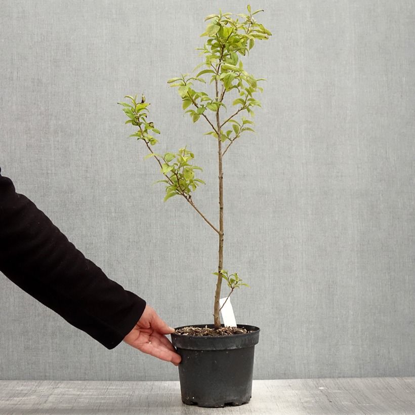 Diospyros lotus - Date-plum 2L/3L pot sample as delivered in spring