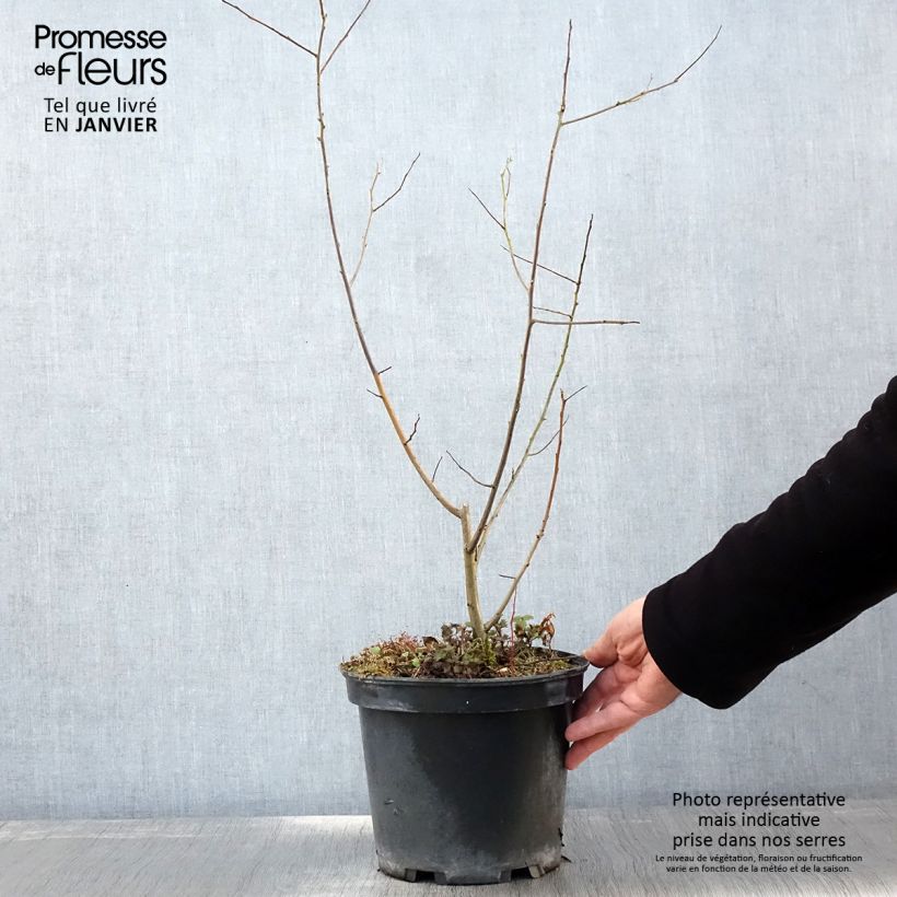 Diospyros lotus - Date-plum 3L/4L pot sample as delivered in winter
