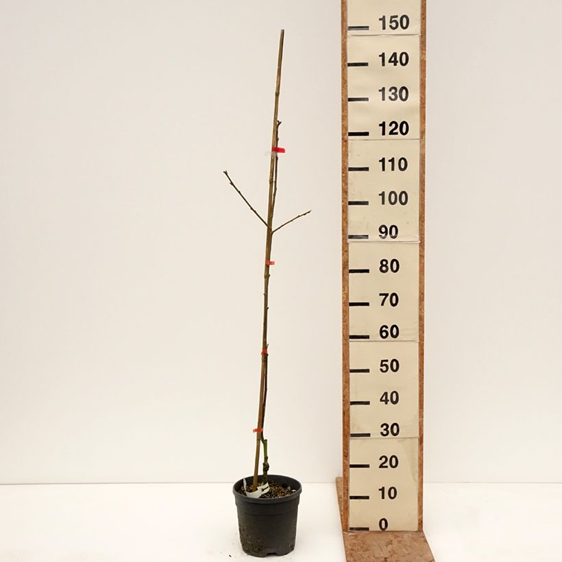 Diospyros kaki Nikita’s Gift - Persimmon 4L/5L pot, Half standard sample as delivered in winter