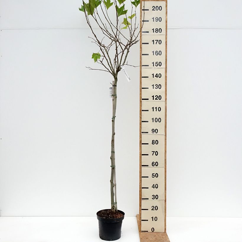 Platanus x hispanica Alphens Globe 7.5L/10L pot, Standard sample as delivered in autumn