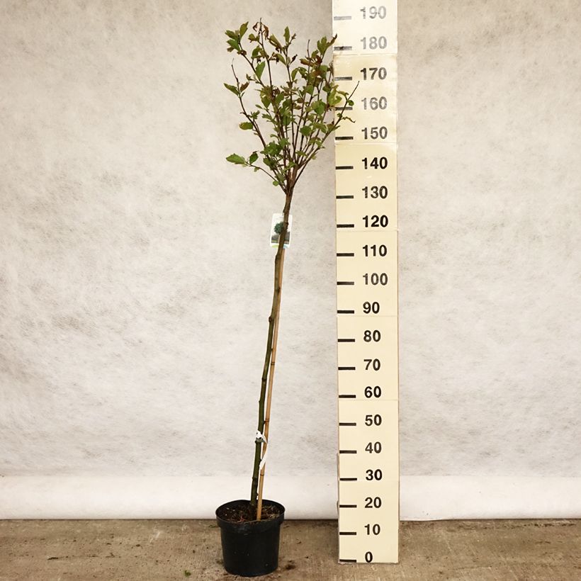 Platanus x hispanica Alphens Globe 7.5L/10L pot, Standard sample as delivered in spring