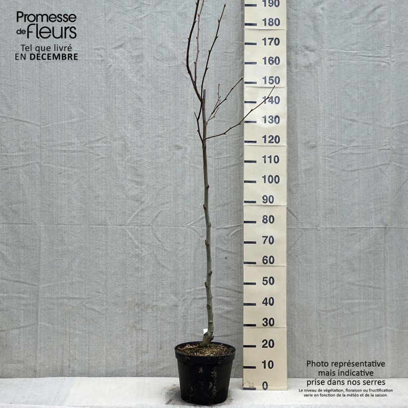 Platanus x hispanica 7.5L/10L pot sample as delivered in autumn