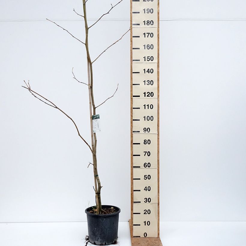 Platanus x hispanica 7.5L/10L pot sample as delivered in autumn