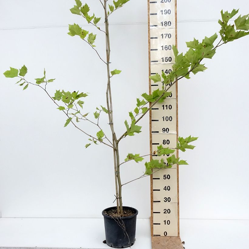 Platanus x hispanica 7.5L/10L pot sample as delivered in summer