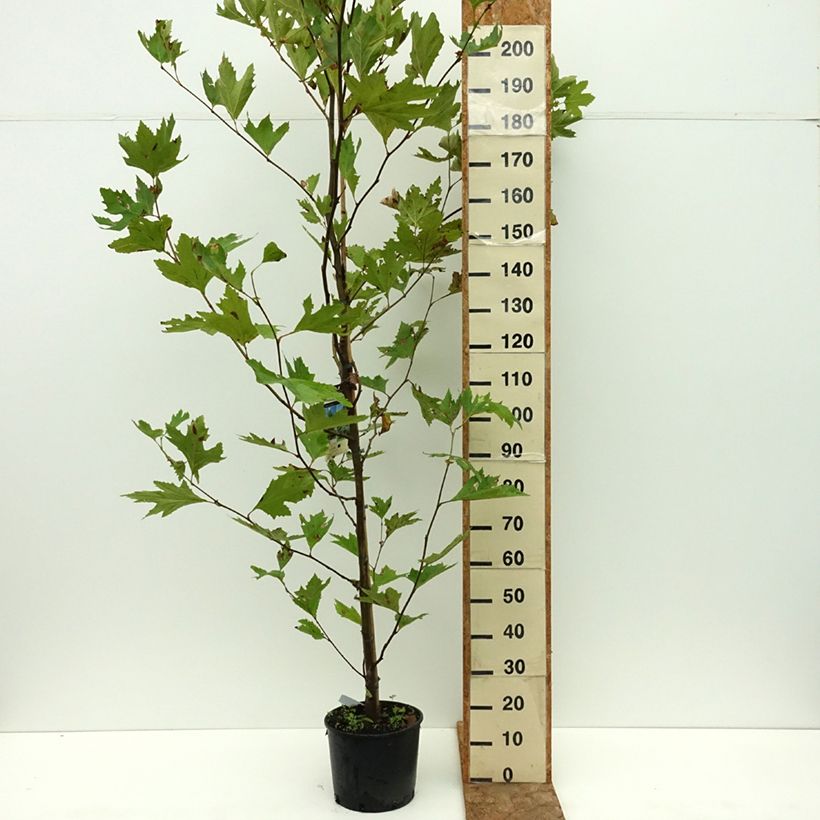 Platanus orientalis - Oriental plane 7.5L/10L pot sample as delivered in summer