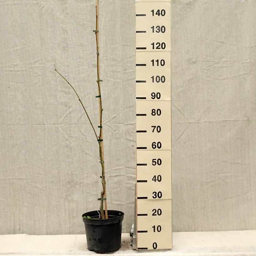 Platanus x hispanica Suttneri 4L/5L pot sample as delivered in spring