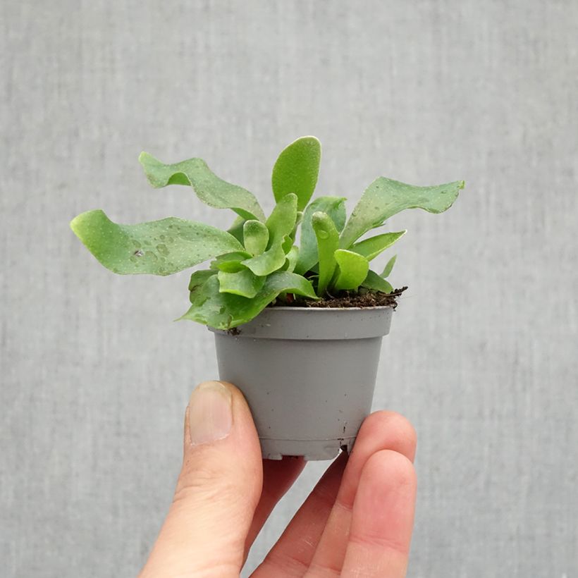 Platycerium bifurcatum - Staghorn fern mini plant sample as delivered in spring