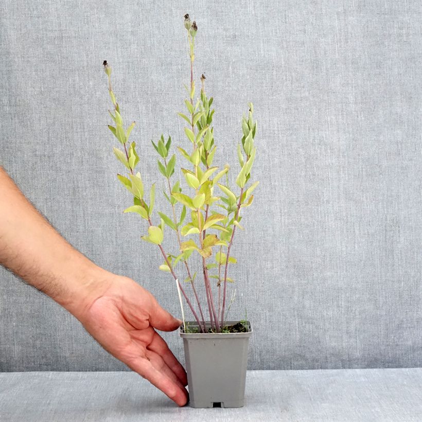 Platycodon grandiflorus Fuji Blue 8/9 cm pot sample as delivered in summer