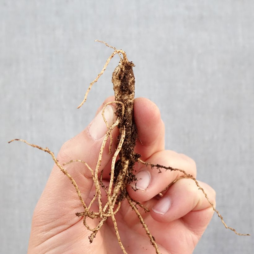 Platycodon grandiflorus Fuji Blue Bare root sample as delivered in winter