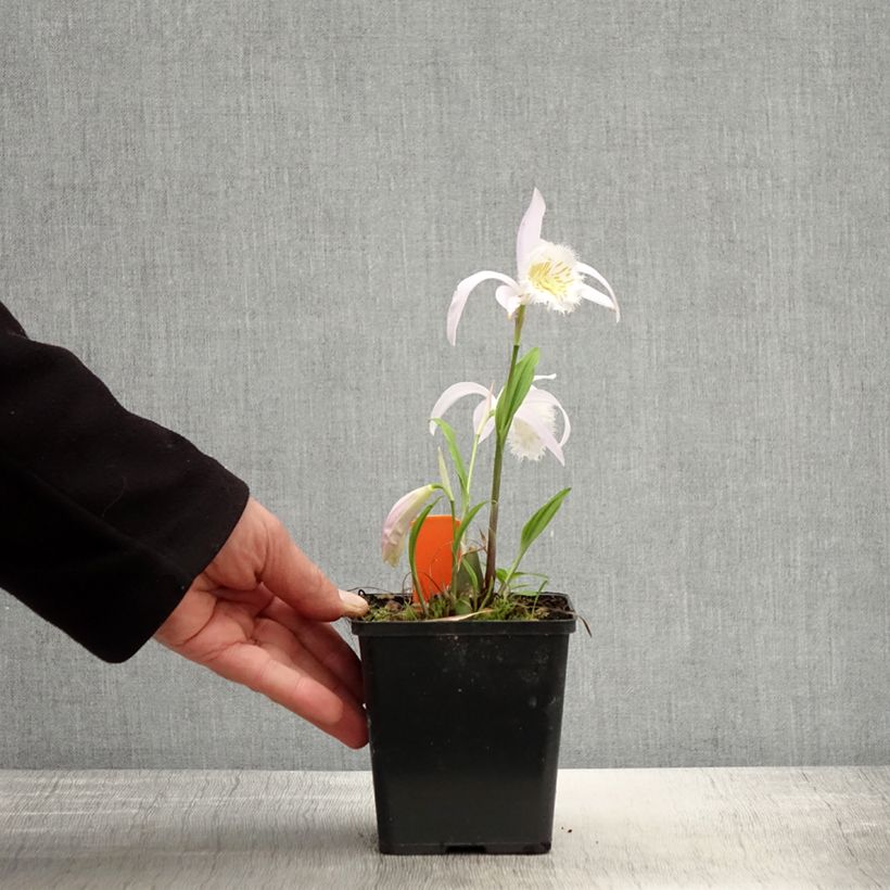 Pleione formosana bulbs 1L/1.5L pot sample as delivered in spring