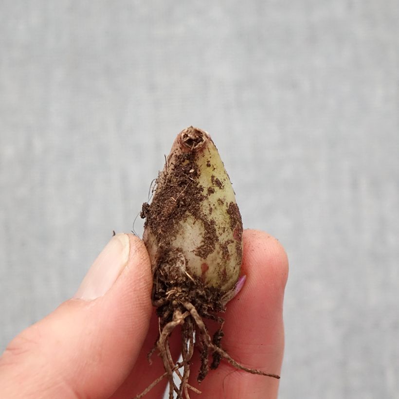 Pleione forrestii Bulb size I sample as delivered in spring