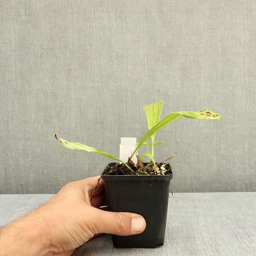 Pleione Tongariro 8/9 cm pot sample as delivered in summer