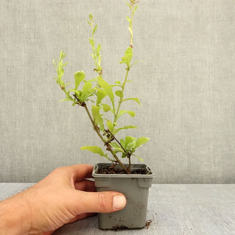 Plumbago auriculata Dark Blue 8/9 cm pot sample as delivered in summer