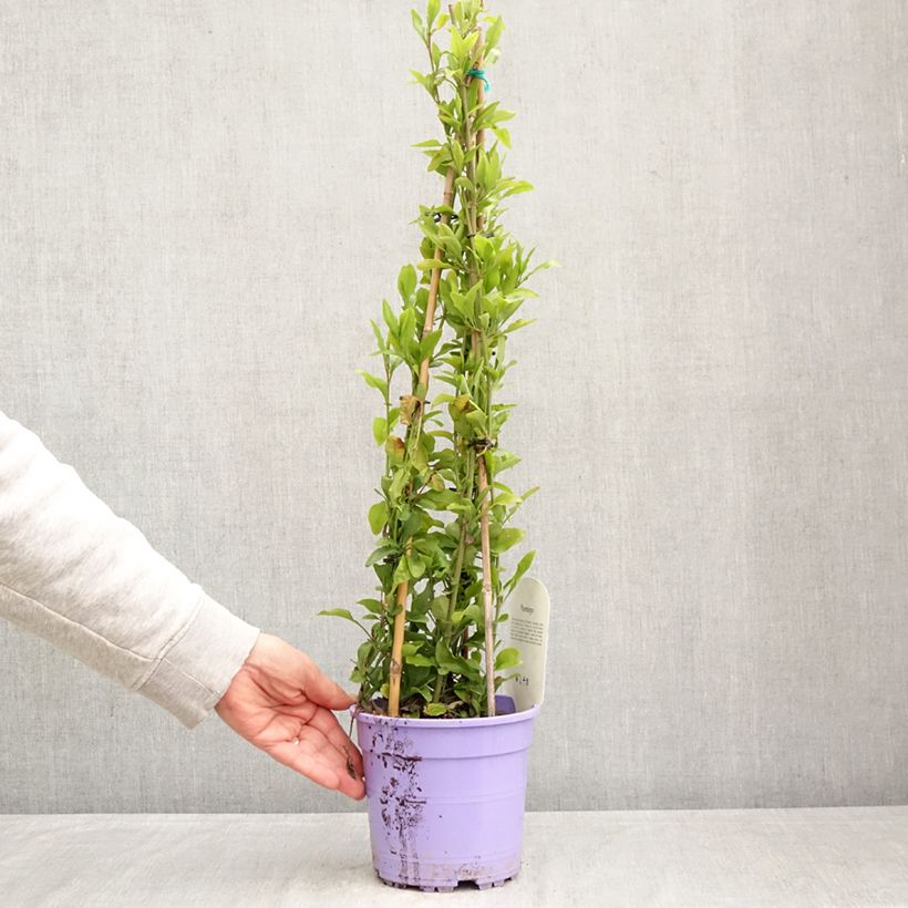 Plumbago auriculata  2L/3L pot sample as delivered in spring