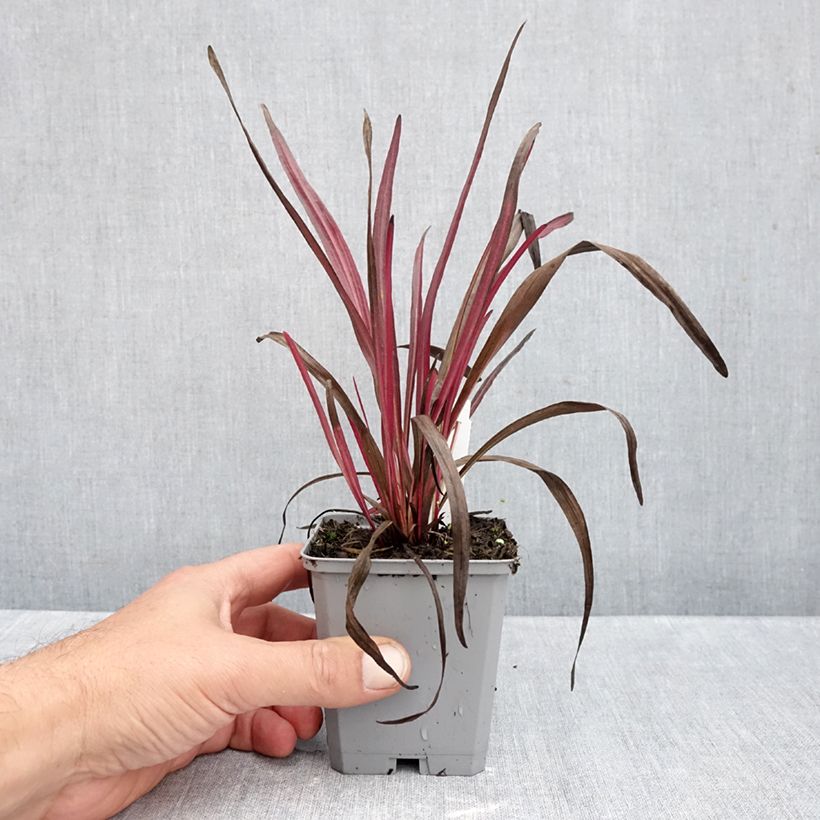 Liatris spicata Kobold - Dense Blazing star 8/9 cm pot sample as delivered in autumn