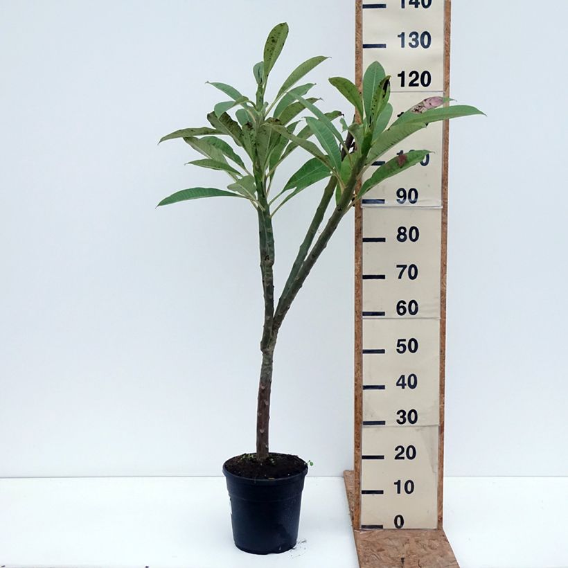 Plumeria rubra - Frangipani 6L/7L pot sample as delivered in autumn