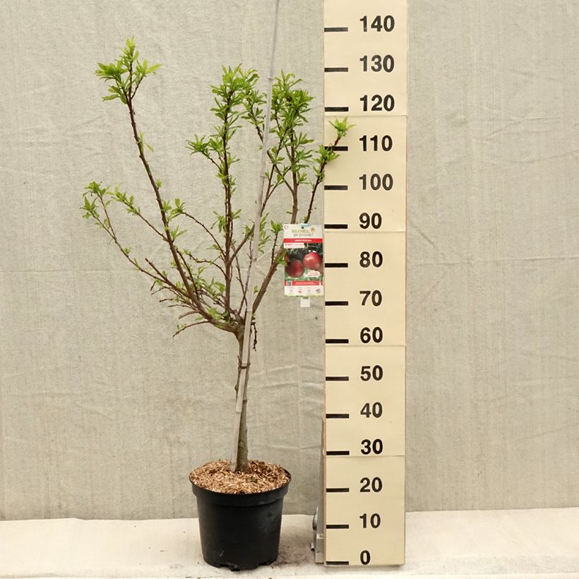 Pluot Flavor Candy - Plumcot 7.5L/10L pot, Goblet sample as delivered in spring